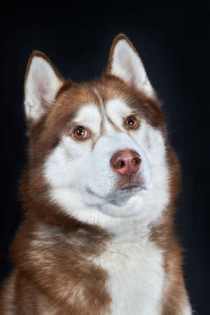 Portrait red beautiful Siberian Husky dog isolated on black backgroundの写真素材