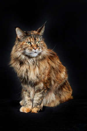 Angry fluffy cat Maine coon on black backgroundの写真素材