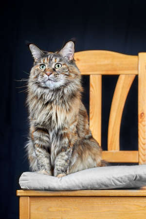 Studio portrait magnificent Maine Coon cat. Cat with long mustache and tassels on ears sits on chair on dark backgroundの写真素材