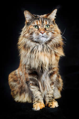 Studio portrait Maine Coon cat. Cat with long mustache and tassels on ears on black backgroundの写真素材