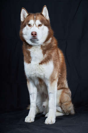 Cunning look red Siberian husky dog. Studio portrait husky dog on black backgroundの写真素材