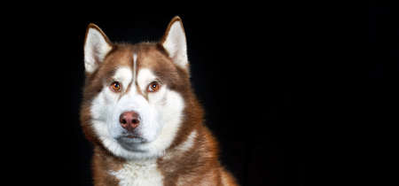 Siberian Husky Dog Isolated on Black Background in studio. copyspace.の写真素材