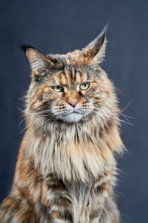 Studio portrait Maine Coon cat. Cat with long mustache and tassels on ears on dark backgroundの写真素材