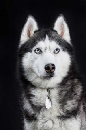 Close-up Head of Siberian Husky Dog with blue eyes on Isolated Black Background, Front viewの写真素材