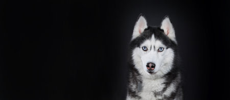 Close-up Siberian Husky's head with blue eyes, front view, isolated on black background. copy spaceの写真素材