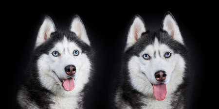 Close-up two Siberian Husky's heads with blue eyes, front view, isolated on black background.の写真素材