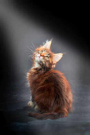 Maine Coon's gorgeous kitten in bright rays on dark background, studio portraitの写真素材