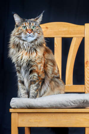 Studio portrait magnificent Maine Coon cat. Cat with long tassels on ears sits on chair on dark backgroundの写真素材