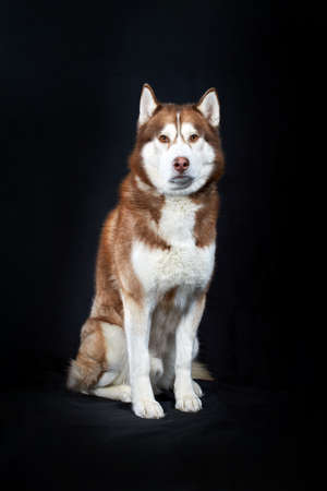 Studio portrait red husky dog on black backgroundの写真素材
