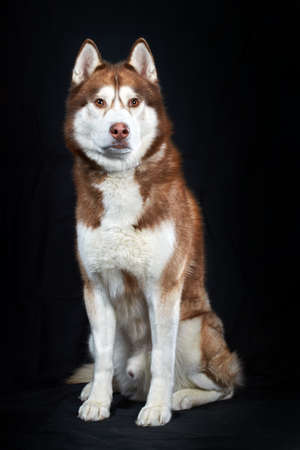 Studio portrait red husky dog on black backgroundの写真素材
