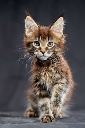 Maine Coon's gorgeous kitten on dark background, studio cute portrait.の写真素材
