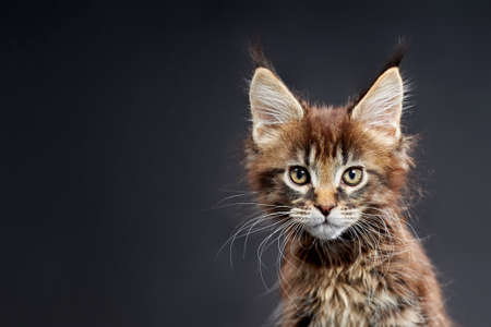 Maine Coon's gorgeous kitten on dark background, studio cute portrait.の写真素材