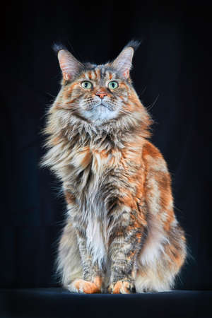 Maine Coon cat. Studio portrait large cat with Large Ears and Furry Tail Isolated on black backgroundの写真素材
