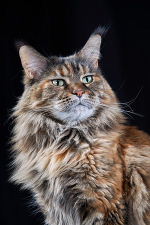 Maine Coon cat. Studio portrait large cat with Large Ears and Furry Tail Isolated on black backgroundの写真素材