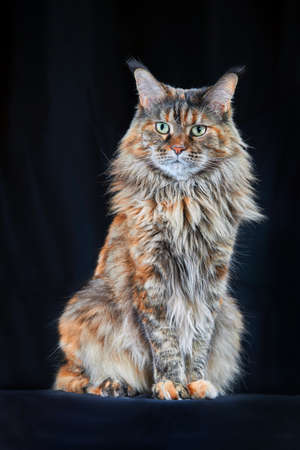Beautiful Maine Coon Cat. Studio portrait om dark backgroundの写真素材