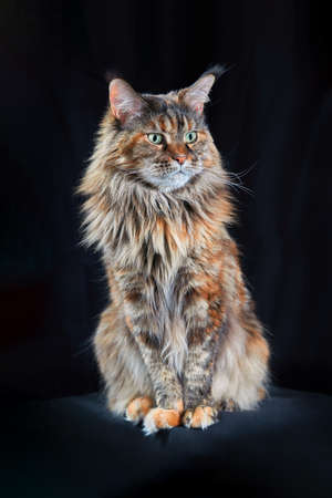 Beautiful Maine Coon Cat. Studio portrait om dark backgroundの写真素材