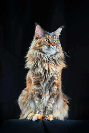Maine Coon cat. Studio portrait large cat with Large Ears and Furry Tail Isolated on black backgroundの写真素材