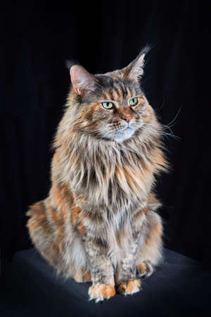 Studio portrait large Maine Coon cat isolated on black background.の写真素材