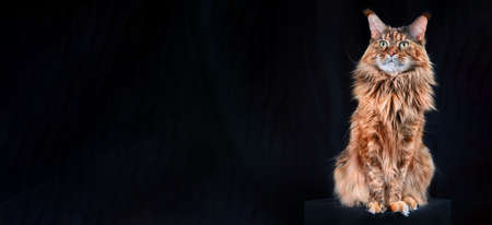 Studio portrait red Maine Coon cat full length. Cat isolated on black background, copy space. Panorama or banner formatの写真素材