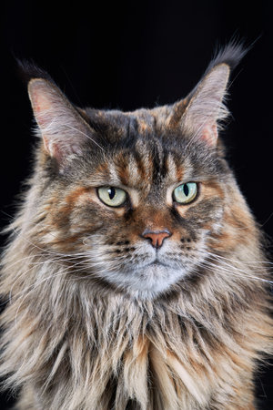 Studio portrait large Maine Coon cat isolated on black background.の写真素材
