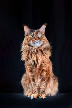 Studio portrait red large Maine Coon cat full length. Cat isolated on black background.の写真素材