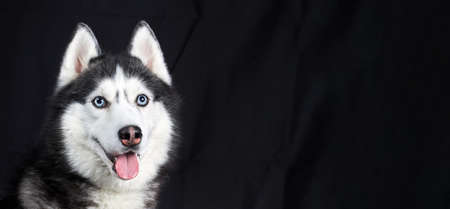 Studio portrait husky dog. Siberian husky isolated on black background, copy space. Panorama or banner formatの写真素材