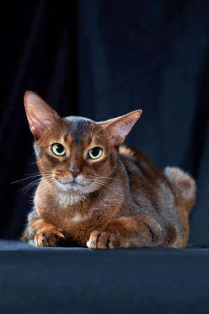 Close-up studio portrait Abyssinian cat on dark background.の写真素材