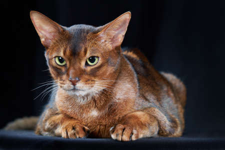 Close-up studio portrait Abyssinian cat on dark background.の写真素材