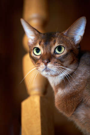 Close-up portrait of Abyssinian cat on dark background.の写真素材