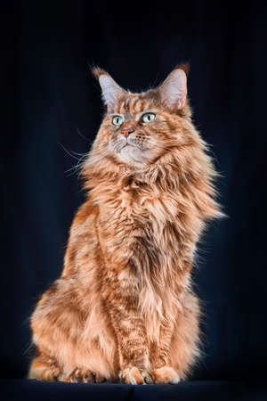 Red Maine Coon cat. Studio portrait large cat withwith long tassels on big ears, Isolated on black background.の写真素材