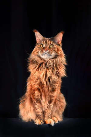 Studio portrait red large Maine Coon cat full length. Cat isolated on black background.の写真素材