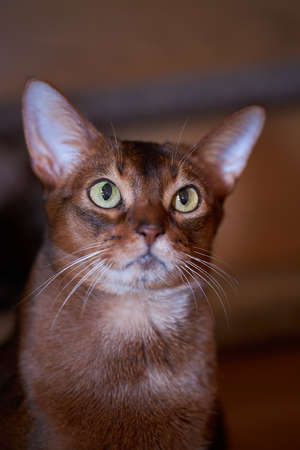 Close-up studio portrait Abyssinian cat on dark background.の写真素材