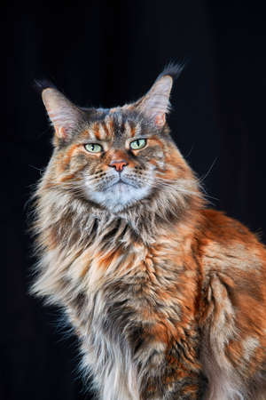 Maine Coon cat. Studio portrait large cat Isolated on black backgroundの写真素材