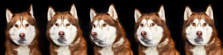 Collage set of 5 husky dogs portraits with different emotions. Black background.の写真素材