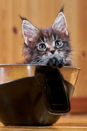 Cute Maine Coon kitten with tassels on ears. Kitten is weighed on kitchen scaleの写真素材