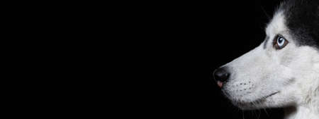 Beautiful closeup portrait of husky dog on black backdrop. Banner with husky dog side view and copy spaceの写真素材