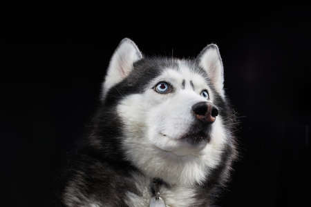 Beautiful Siberian Husky dog with blue eyes, posing in studio on dark background.の写真素材
