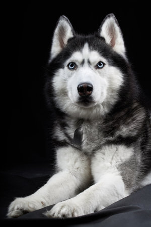 Beautiful Siberian Husky dog with blue eyes, posing in studio on black backgroundの写真素材