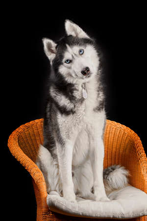 Studio portrait of a husky dog, surprised and interested, with his head tilted to the side. Husky is sitting in chair with head cocked on black backgroundの写真素材