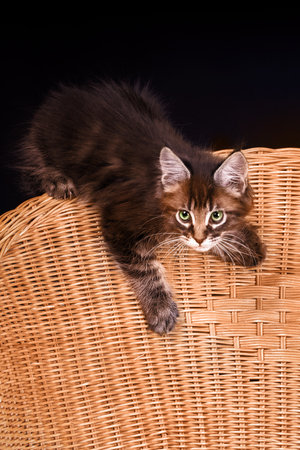 Cute kitten plays on wicker chair on dark background. Cute wallpapers for girls.の写真素材
