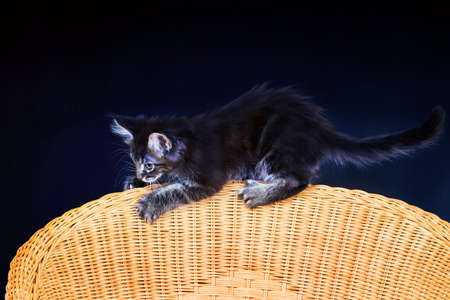 Cute kitten plays on wicker chair on dark background. Cute wallpapers for girls.の写真素材