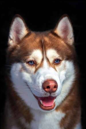 Red Cute husky dog looks like smiling.の写真素材