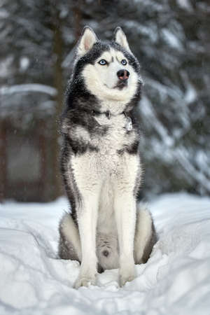 Husky dog wolf in winter snowy forestの写真素材