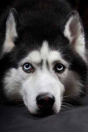 Studio art portrait of a beautiful husky dog with blue eyesの写真素材