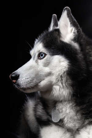 Beautiful Siberian Husky dog with blue eyes, posing in studio on black background, side view.の写真素材