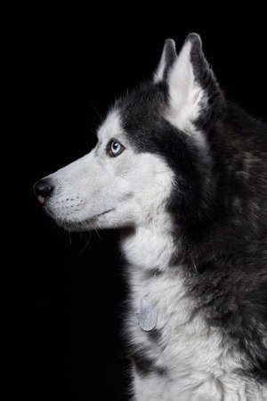 Beautiful Siberian Husky dog portrait with blue eyes, posing in studio on black background, side view.の写真素材