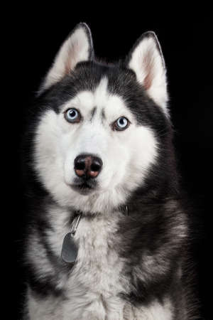 Beautiful Siberian Husky dog portrait with blue eyes, posing in studio on black background, front view.の写真素材
