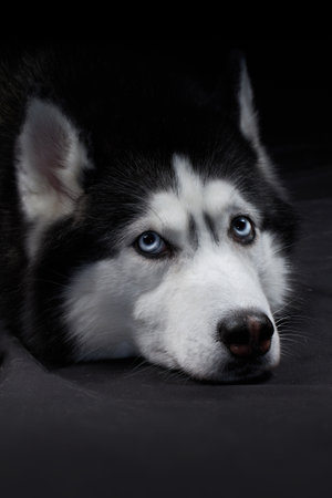 Studio art portrait of a beautiful husky dog with blue eyesの写真素材