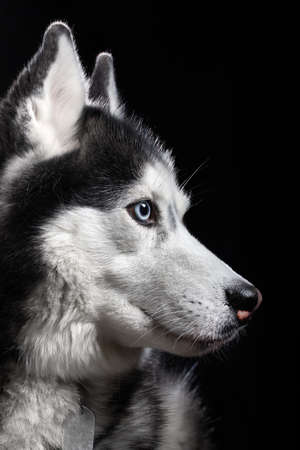 Beautiful Siberian Husky dog with blue eyes, posing in studio on black background, side view.の写真素材