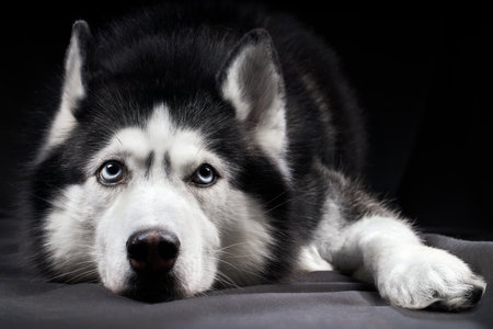 Studio art portrait of a beautiful husky dog with blue eyesの写真素材